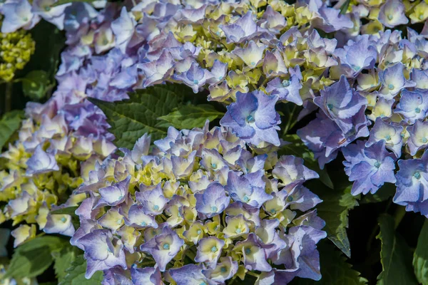 Blue Purplish Hydrangea Flowers Blooming — Stock Photo, Image