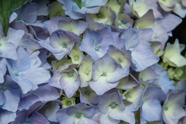 Деталь Фіолетових Квітів Гортензії Цвітуть — стокове фото