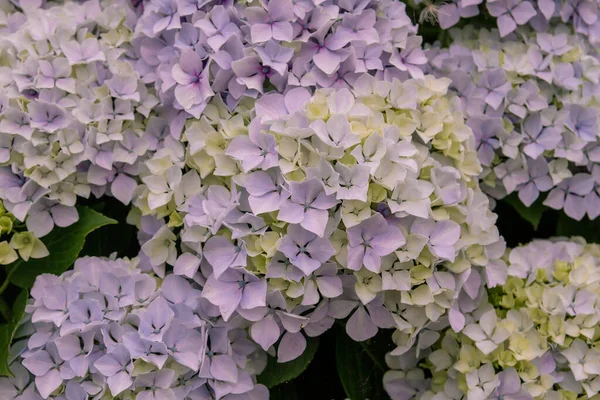 Блідо Фіолетові Квіти Гортензії Цвітуть — стокове фото