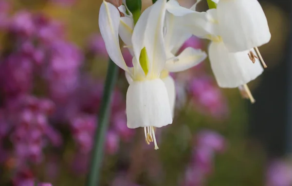 Сльози Янголів Дикі Білі Квіти Цвітуть Навесні — стокове фото