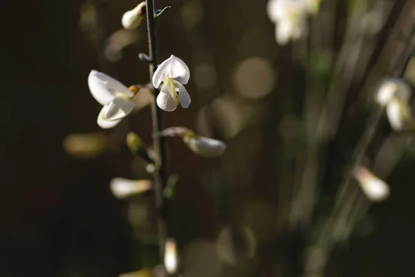 花色は白花を咲かせます — ストック写真