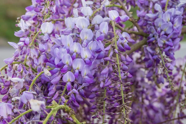 Wisteria Purpurowe Kwiaty Kwitnące Wiosną — Zdjęcie stockowe