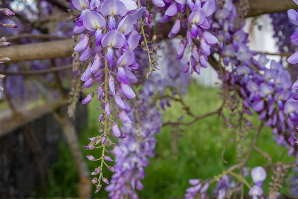 Dettaglio Fiori Glicine Viola Fiore Primavera — Foto Stock