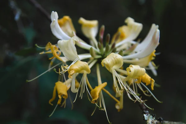 Szczegóły Dzikiego Kwiatu Żółtka Wiciokrzewu — Zdjęcie stockowe