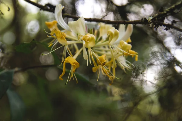 Detail Van Wilde Kamperfoelie Gele Bloemen Bloeien — Stockfoto