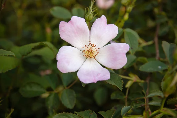 Detail of pale pink colored dog rose blooming in spring