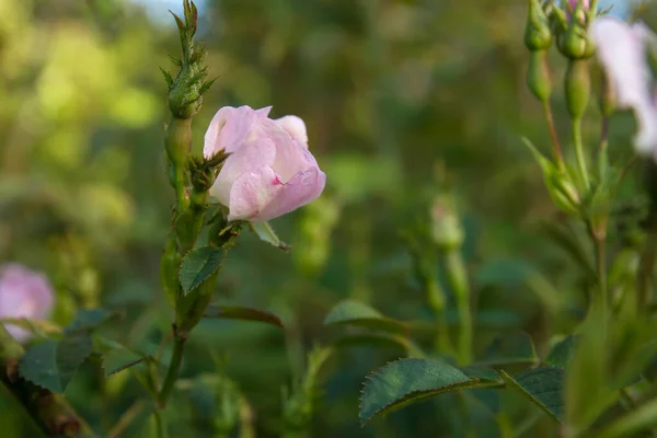 Розовый Цветущий Цветок Канины Розы Цветущий Весной — стоковое фото