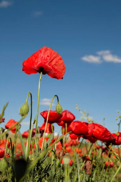 Wild Red Poppy Flowers Blooming Spring — Stock Photo, Image