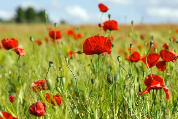 Wild Red Poppy Flowers Blooming Spring — Stock Photo, Image