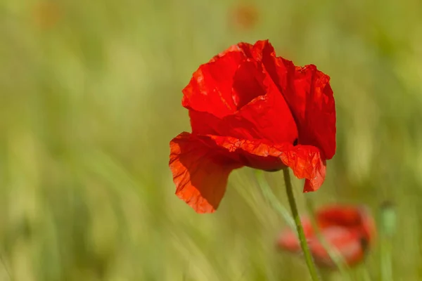 Wild Red Poppy Flower Blooming Spring — Stock Photo, Image