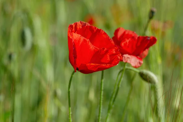 Wild Red Poppy Flowers Blooming Spring — Stock Photo, Image