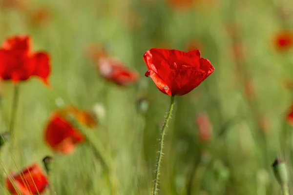 Wild Red Poppy Flowers Blooming Spring — Stock Photo, Image