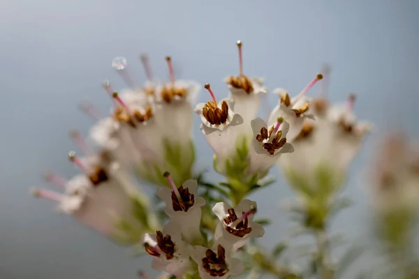 Detalle Erica Arborea Brezo Árbol Flores Blancas Que Florecen Primavera — Foto de Stock
