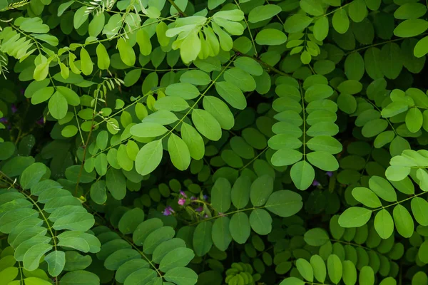 Black Locust False Acacia Green Foliage — Stock Photo, Image