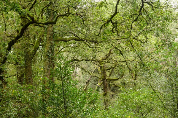 Green Woodland Mata Albergaria Εθνικό Πάρκο Peneda Geres Πορτογαλία — Φωτογραφία Αρχείου