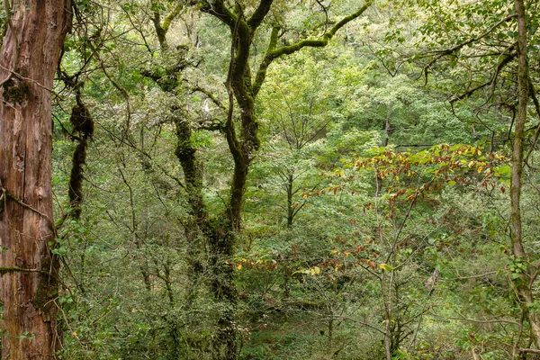 Groene Bossen Mata Albergaria Nationaal Park Peneda Geres Portugal — Stockfoto