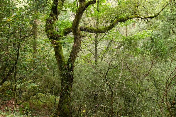 Bosque Verde Mata Albergaria Parque Nacional Peneda Geres Portugal — Foto de Stock