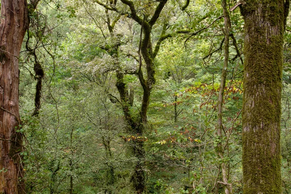 Groene Bossen Mata Albergaria Nationaal Park Peneda Geres Portugal — Stockfoto