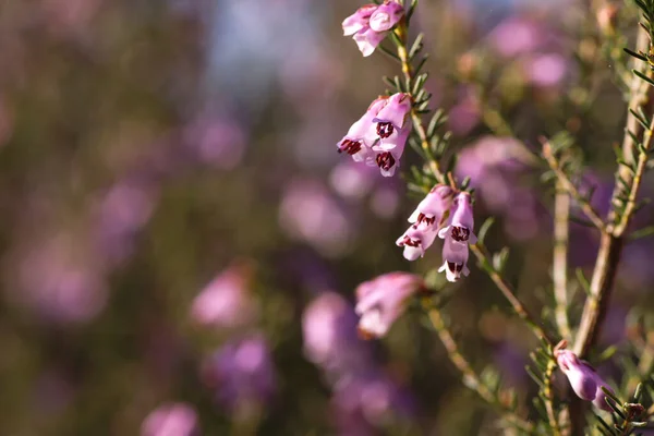 Detail Blossoming Erica Erigenea Pink Springtime Flowers — Stock Photo, Image