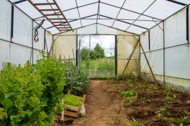 Bir serada organik gıda yetiştiriyor. 