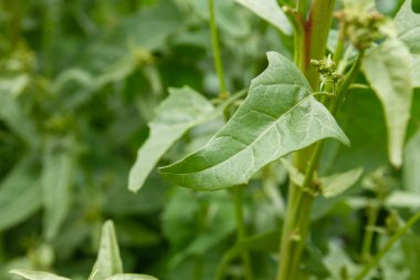 Ispanak yetiştiren yeşil yapraklar.
