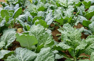 Sebze bahçesinde büyüyen sarımsaklı lahanalar