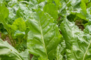 Sebze bahçesinde yetişen Beta vulgaris ya da pancar bitkileri