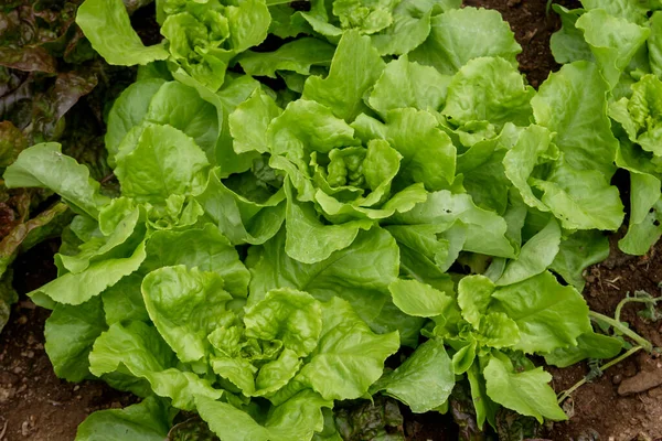 Salatpflanzen Wachsen Gemüsegarten — Stockfoto