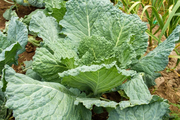 Green Saboy Cabbage Plant Growing Vegetable Garden — Stock Photo, Image