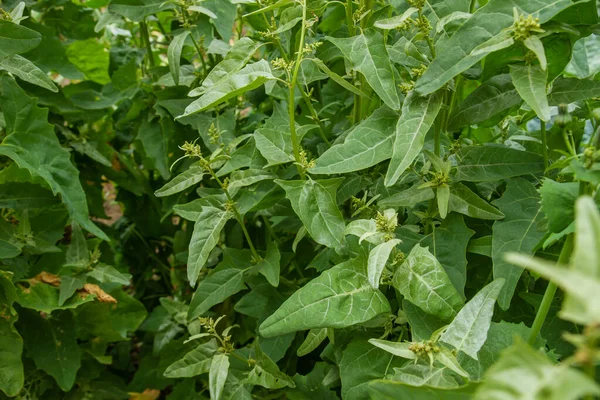 Spinatpflanzen Wachsen Gemüsegarten — Stockfoto