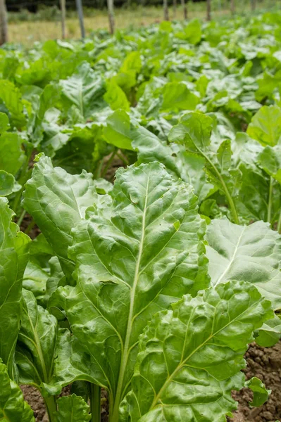 Beta Vulgaris Oder Rübenpflanzen Die Gemüsegarten Wachsen — Stockfoto