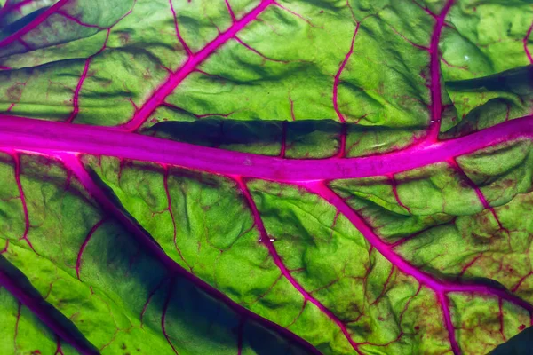 Paixão Rosa Acelga Folha Verde Com Talos Rosa — Fotografia de Stock