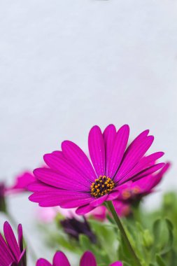 Cape Marguerite Pembe Mor Çiçek baharda açıyor 