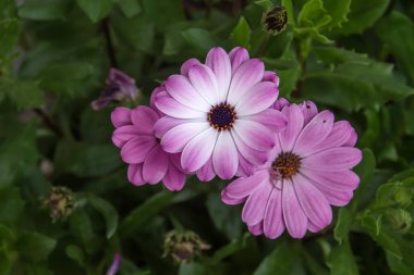 Cape Marguerites 'in pembe çiçekleri baharda çiçek açıyor. 