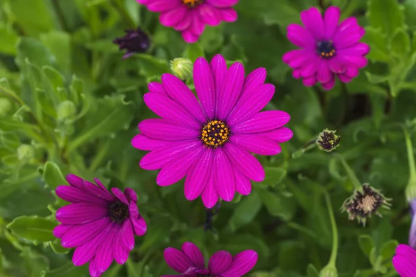 Dettaglio Fiori Margherita Africana Viola Fiore Primavera — Foto Stock