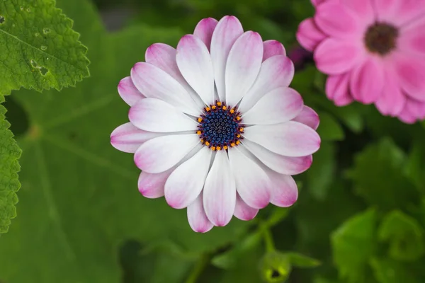 Flor Marguerita Capa Rosada Blanca Floreciendo Primavera —  Fotos de Stock