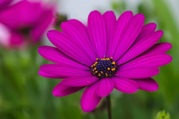 Cabo Marguerita Púrpura Flor Rosada Cerca —  Fotos de Stock