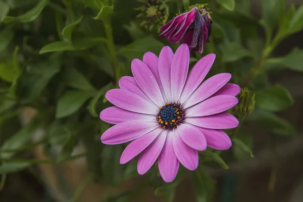 Cabo Marguerite Flor Rosa Cerca —  Fotos de Stock