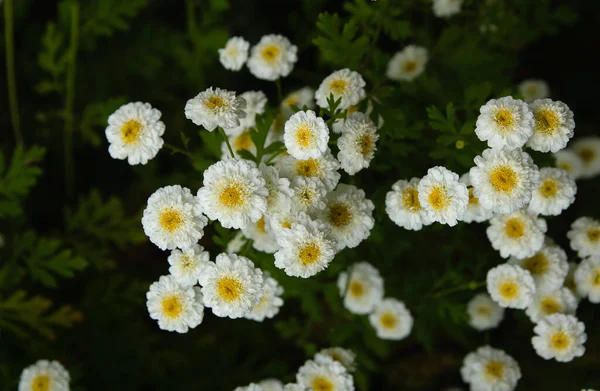 Feverfew Flores Blancas Que Florecen Primavera —  Fotos de Stock