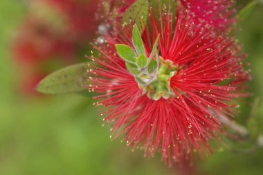 Baharda açan kırmızı mimoza çiçeğinin ayrıntıları 