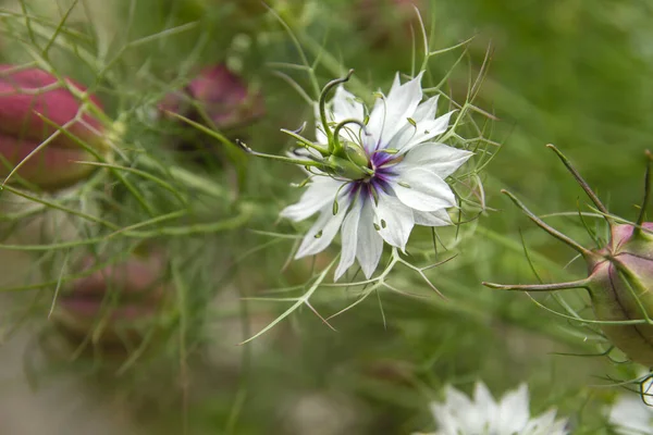 Nigella Damascena Weiße Blume Blüht — Stockfoto