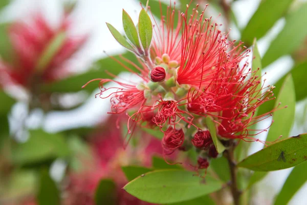 Dettaglio Fiori Rossi Mimosa Fiore Primavera — Foto Stock