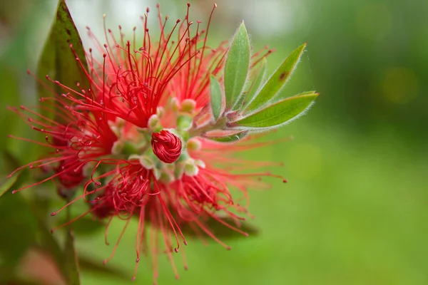 Dettaglio Fiori Rossi Mimosa Fiore Primavera — Foto Stock