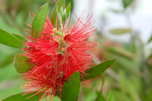 Dettaglio Fiore Rosso Mimosa Fioritura Primavera — Foto Stock