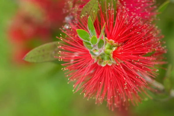 Detalle Flor Roja Mimosa Floreciendo Primavera —  Fotos de Stock