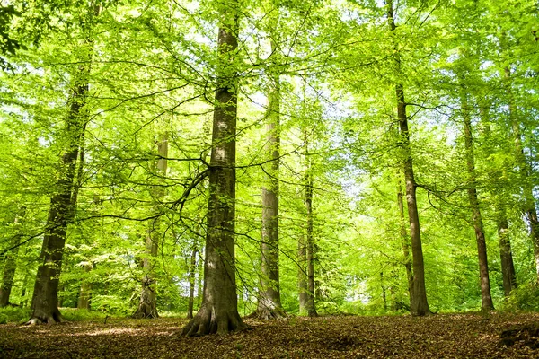 Bela Floresta Verde Com Backlit — Fotografia de Stock