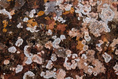 Kireç taşının üzerindeki renkli zambaklar 