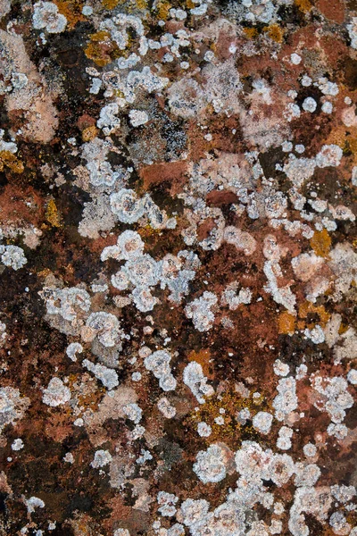 Gekleurde Korstmossen Kalksteenoppervlak — Stockfoto