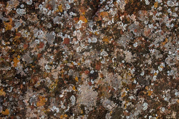 Coloridos Líquenes Que Crecen Rocas Sedimentadas — Foto de Stock