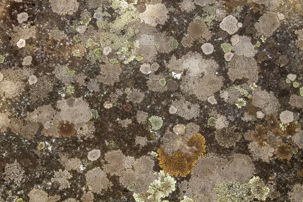 石の表面に生えている地衣類 — ストック写真